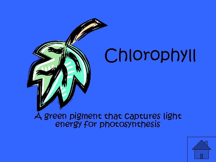 Chlorophyll A green pigment that captures light energy for photosynthesis 