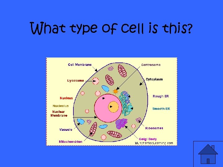 What type of cell is this? 