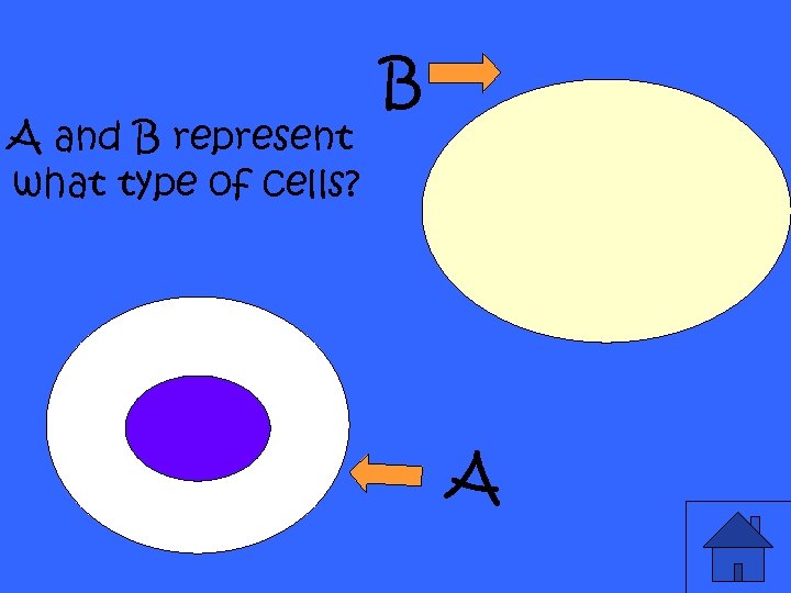 A and B represent what type of cells? B A 