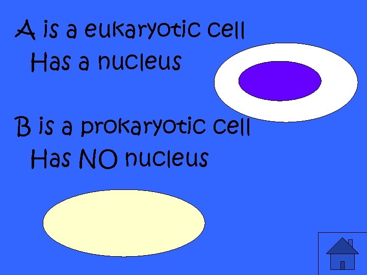 A is a eukaryotic cell Has a nucleus B is a prokaryotic cell Has