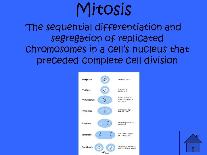 Mitosis The sequential differentiation and segregation of replicated chromosomes in a cell’s nucleus that