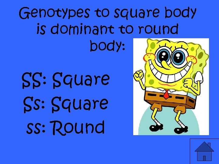 Genotypes to square body is dominant to round body: SS: Square Ss: Square ss: