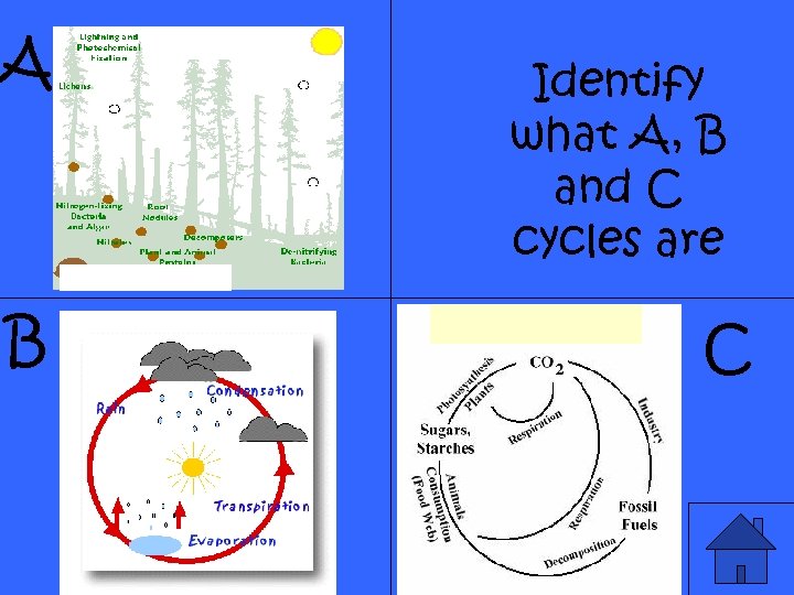 A B Identify what A, B and C cycles are C 