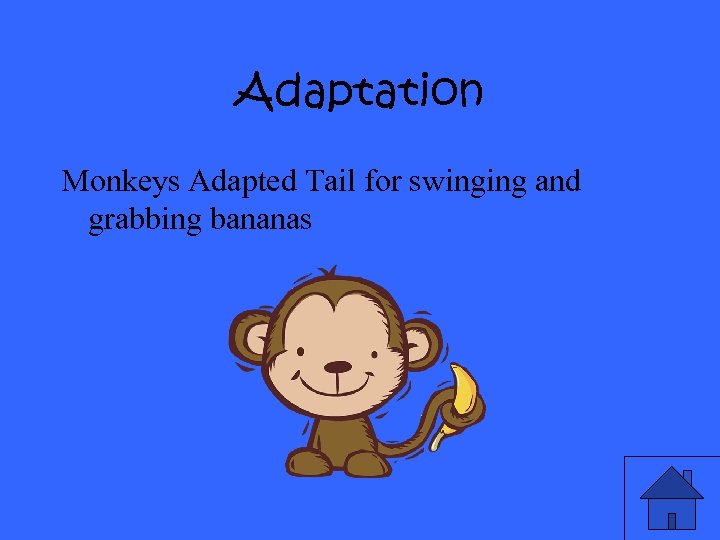 Adaptation Monkeys Adapted Tail for swinging and grabbing bananas 