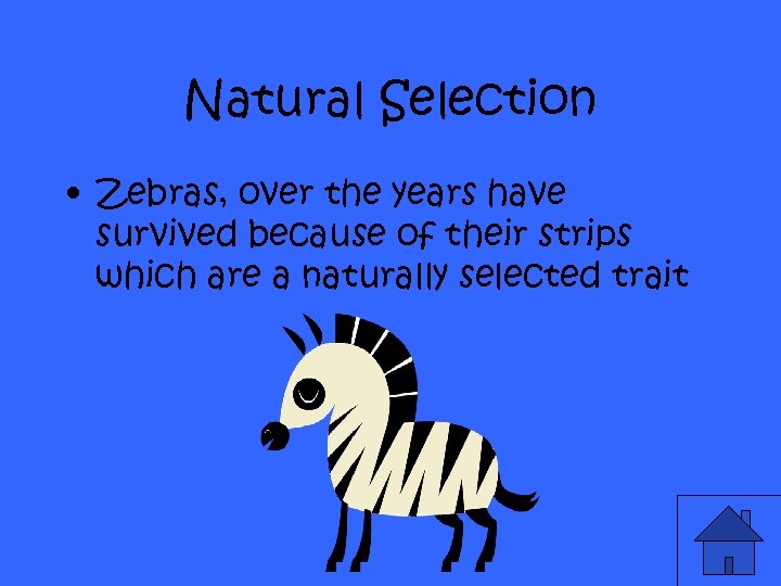 Natural Selection • Zebras, over the years have survived because of their strips which