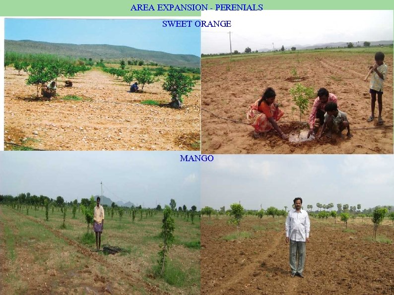 AREA EXPANSION - PERENIALS SWEET ORANGE MANGO 
