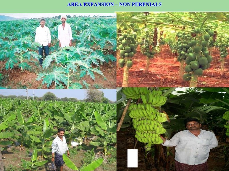 AREA EXPANSION – NON PERENIALS 