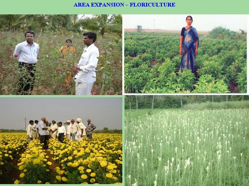 AREA EXPANSION – FLORICULTURE 