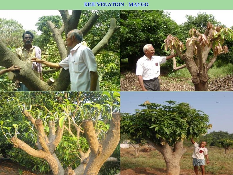 REJUVENATION - MANGO 
