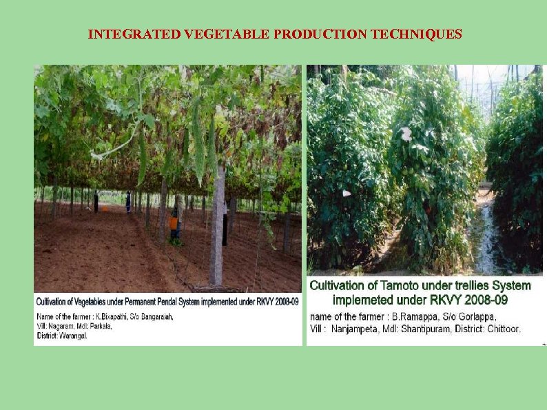 INTEGRATED VEGETABLE PRODUCTION TECHNIQUES 