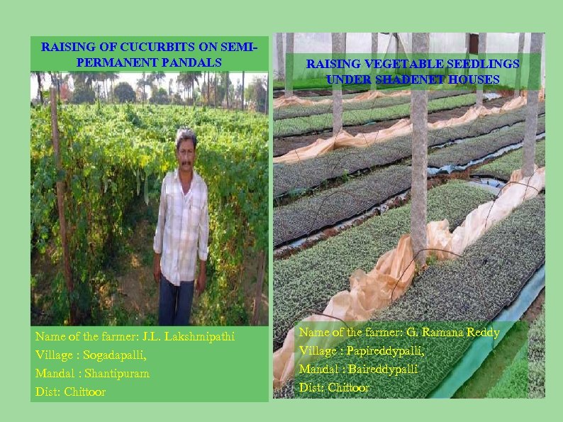 RAISING OF CUCURBITS ON SEMIPERMANENT PANDALS Name of the farmer: J. L. Lakshmipathi Village