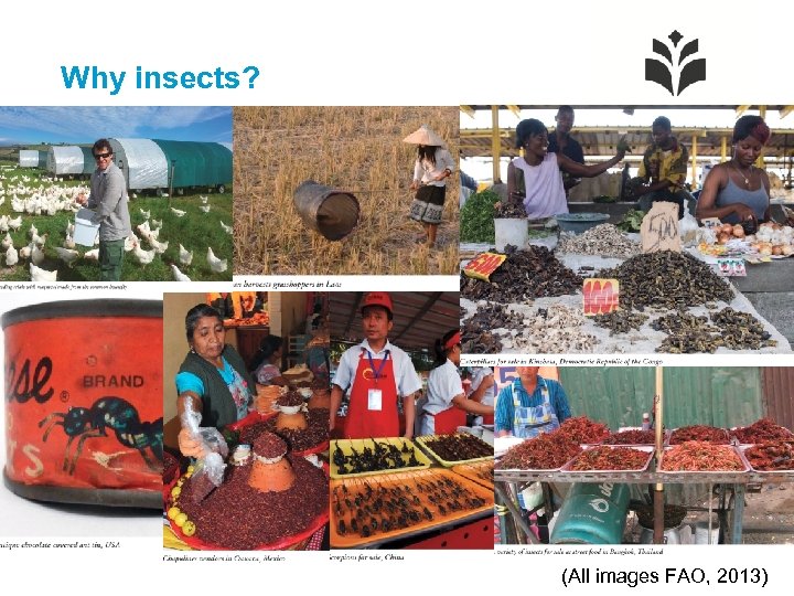 Why insects? 2 (All images FAO, 2013) 
