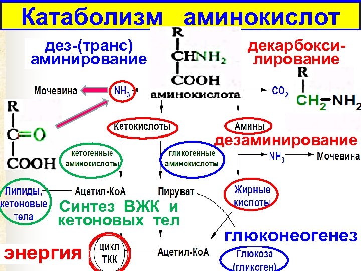 Глюконеогенез схема из аминокислот