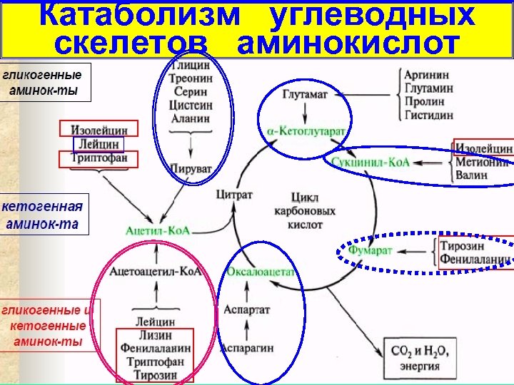 Катаболизм углеводных скелетов аминокислот 23 