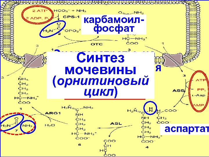 Орнитиновый цикл биохимия схема