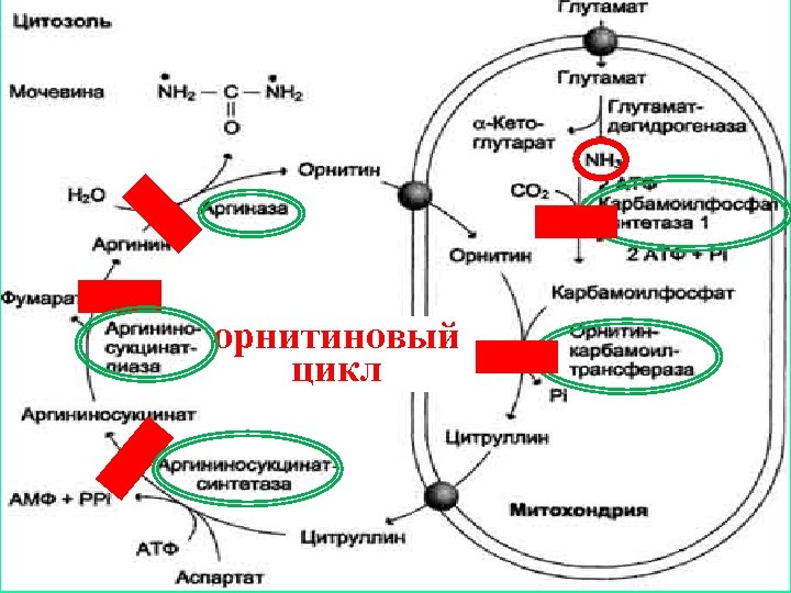 орнитиновый цикл 