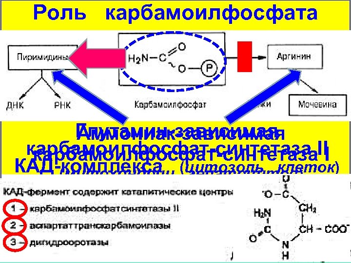 Роль карбамоилфосфата Глутамин-зависимая Аммониак-зависимая карбамоилфосфат-синтетаза ІІ карбамоилфосфат-синтетаза І КАД-комплекса (цитозоль клеток) (митохондрии гепатоцитов) 