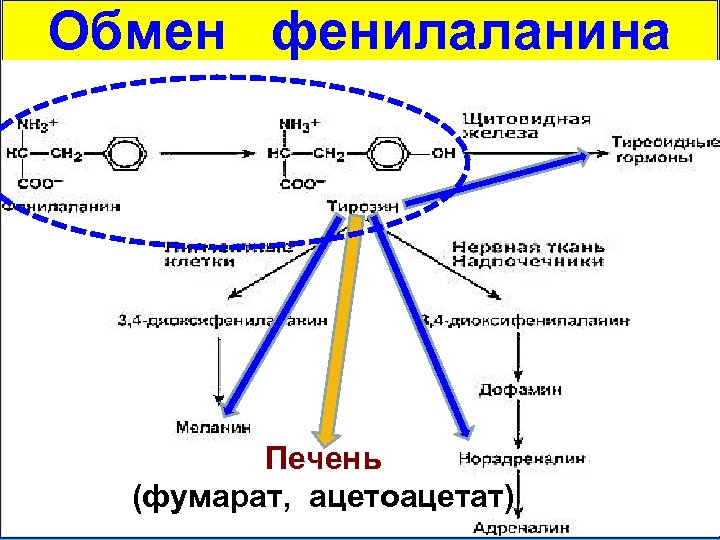 Схема метаболизма фенилаланина