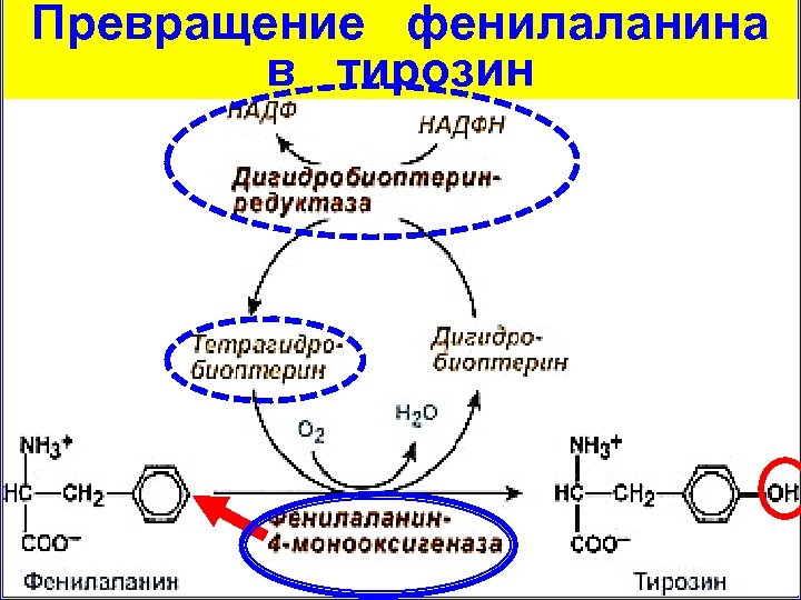 Схема метаболизма фенилаланина