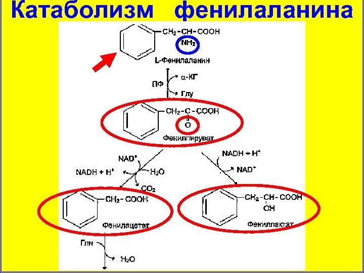 Катаболизм фенилаланина 