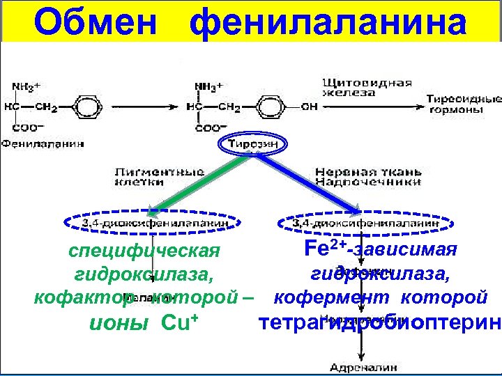 При значительном дефиците 21 гидроксилазы развивается клиническая картина