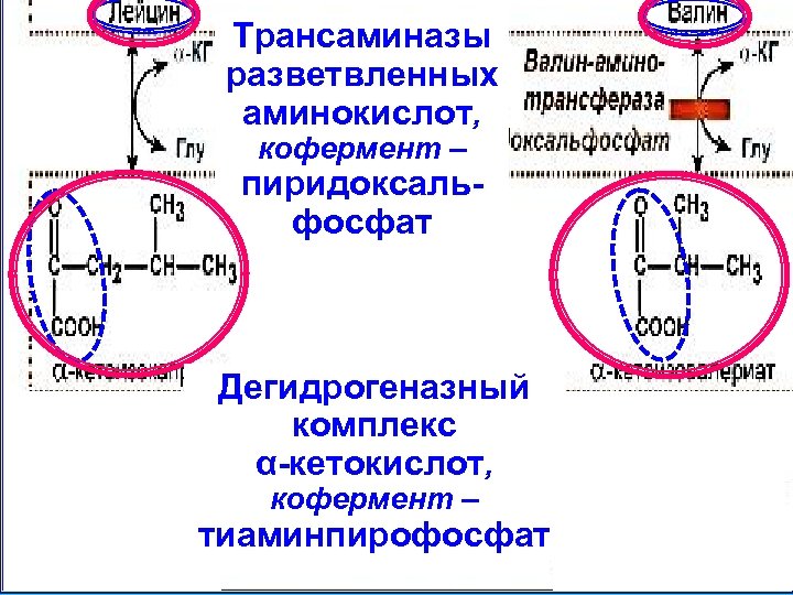 Трансаминазы Катаболизм разветвленных аминокислот с аминокислот, кофермент – разветвлённой цепью пиридоксальфосфат Дегидрогеназный комплекс α-кетокислот,