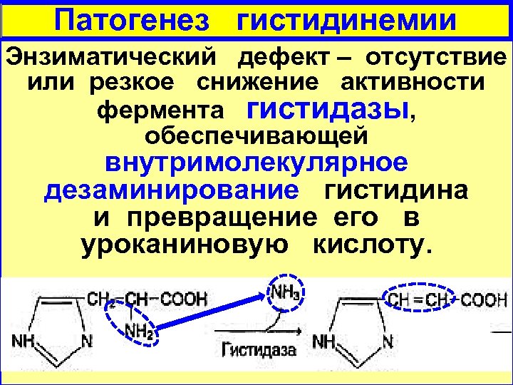 Болезни аминокислот. Гистидинемия дефектный фермент. Гистидинемия биохимия. Гистидинемия дефект фермента. Гистидаза фермент.