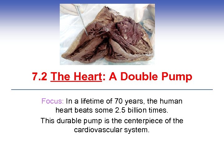 7. 2 The Heart: A Double Pump Focus: In a lifetime of 70 years,