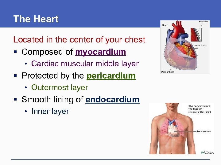 The Heart Located in the center of your chest § Composed of myocardium •