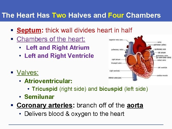 The Heart Has Two Halves and Four Chambers § Septum: thick wall divides heart