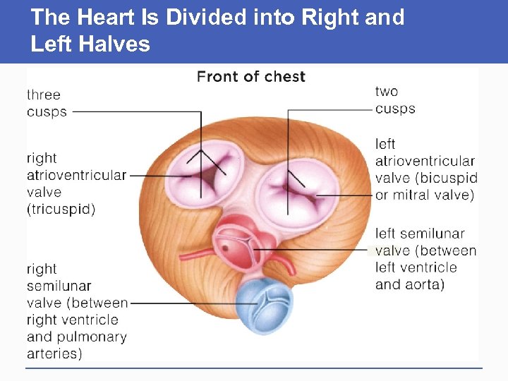 The Heart Is Divided into Right and Left Halves 