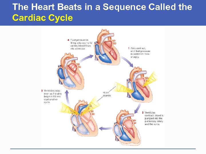 Circulation The Heart And Blood Vessels Chapter 7