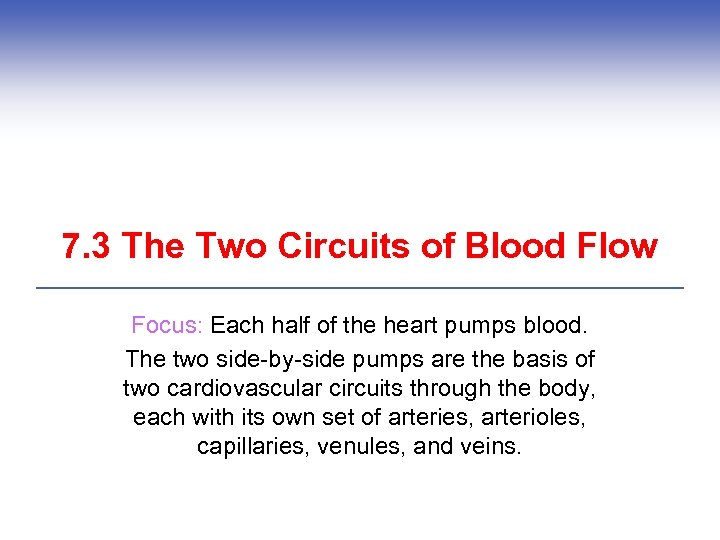 7. 3 The Two Circuits of Blood Flow Focus: Each half of the heart