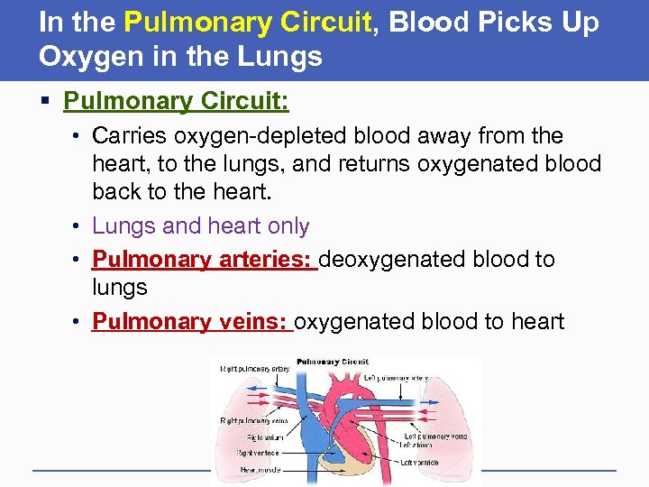 In the Pulmonary Circuit, Blood Picks Up Oxygen in the Lungs § Pulmonary Circuit: