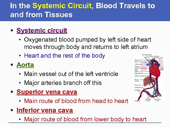 In the Systemic Circuit, Blood Travels to and from Tissues § Systemic circuit •