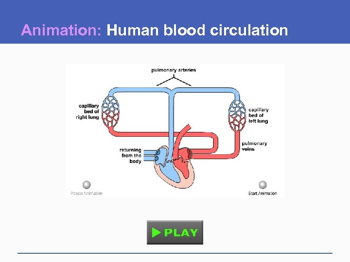 Animation: Human blood circulation 