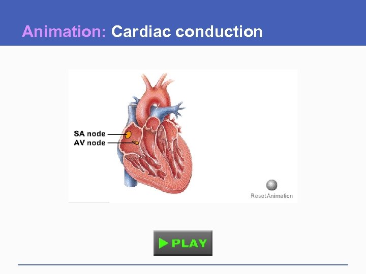 Animation: Cardiac conduction 