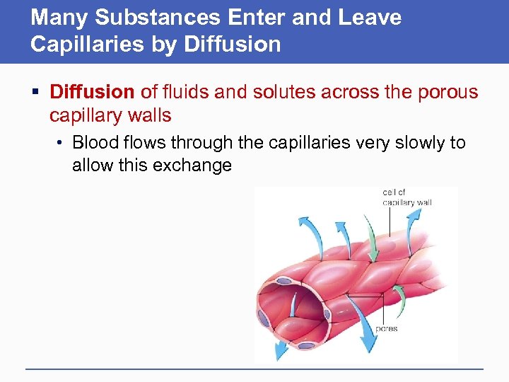 Many Substances Enter and Leave Capillaries by Diffusion § Diffusion of fluids and solutes