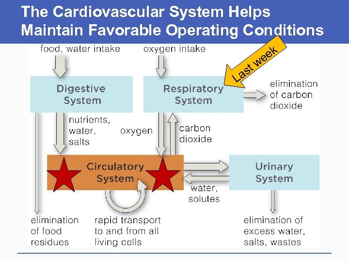 The Cardiovascular System Helps Maintain Favorable Operating Conditions L st a ek we 