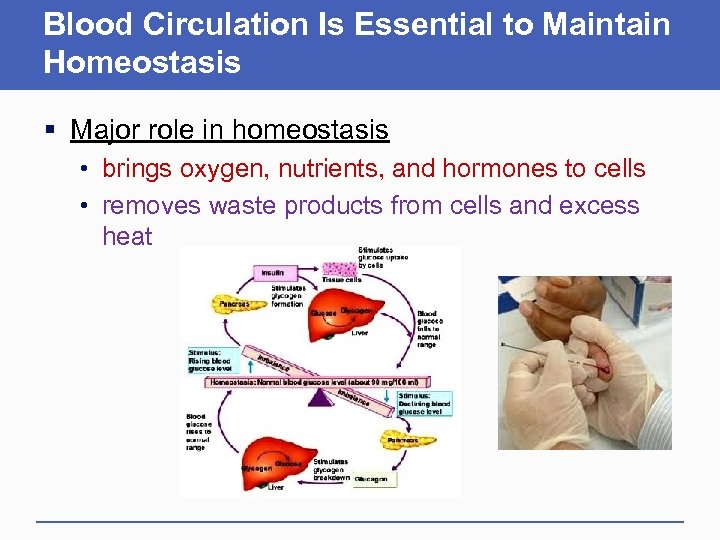 Blood Circulation Is Essential to Maintain Homeostasis § Major role in homeostasis • brings