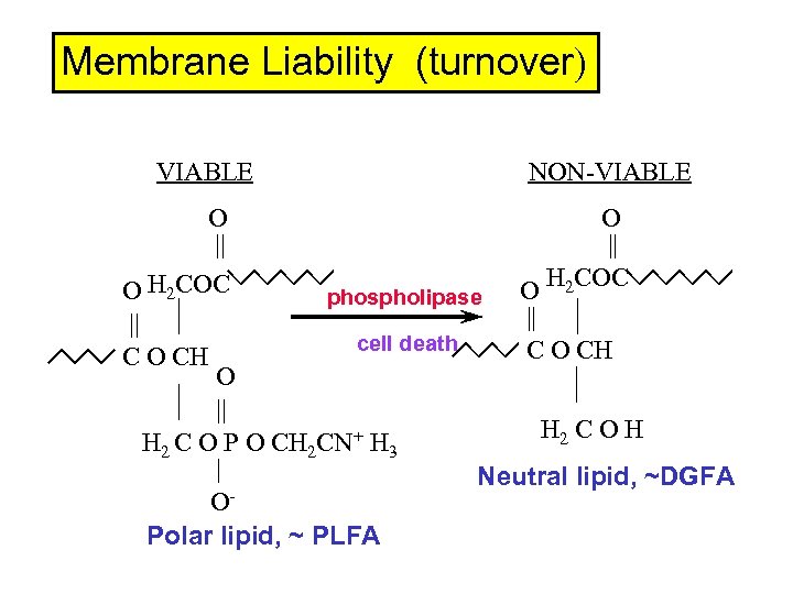 Membrane Liability (turnover) VIABLE NON-VIABLE O O || || O H 2 COC phospholipase