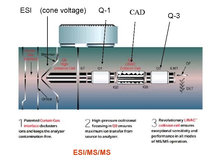 ESI (cone voltage) Q-1 ESI/MS/MS CAD Q-3 