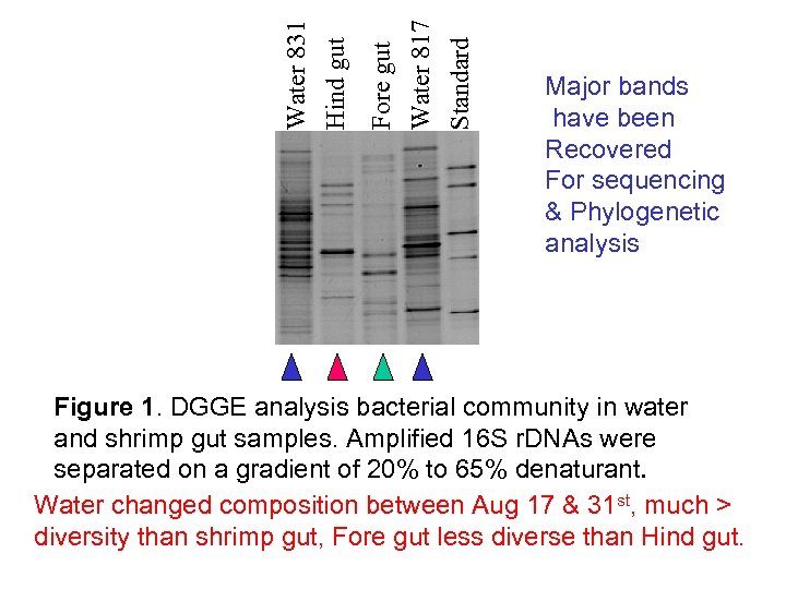 Water 817 Standard Fore gut Water 831 Hind gut Major bands have been Recovered