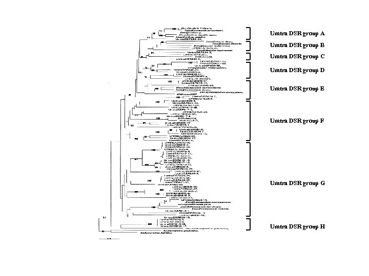 100 71 79 Umtra DSR group A 90 71 50 Umtra DSR group B