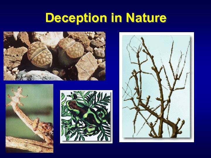 Deception in Nature 