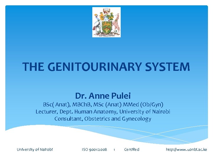 THE GENITOURINARY SYSTEM Dr. Anne Pulei BSc( Anat), MBCh. B, MSc (Anat) MMed (Ob/Gyn)