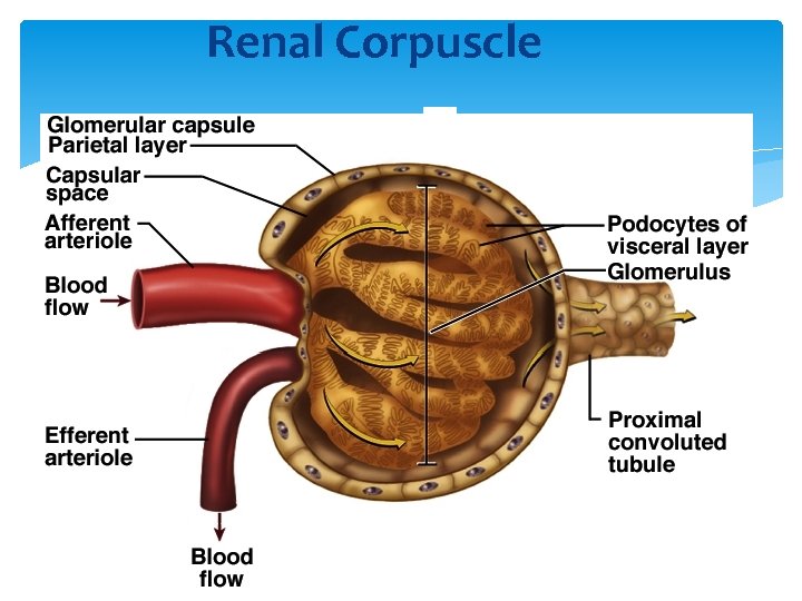 Renal Corpuscle 