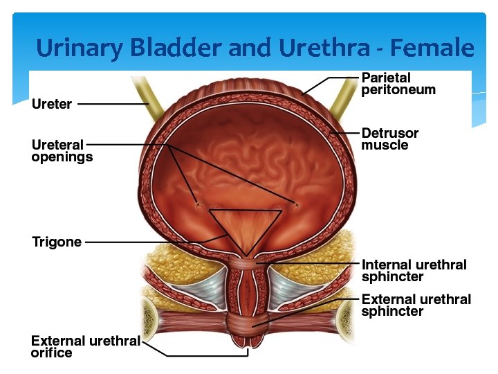 Urinary Bladder and Urethra - Female 