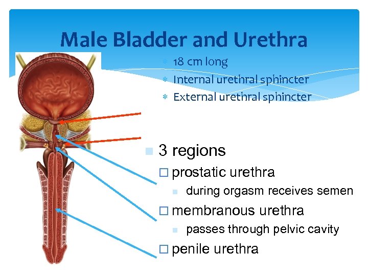 Male Bladder and Urethra 18 cm long Internal urethral sphincter External urethral sphincter n