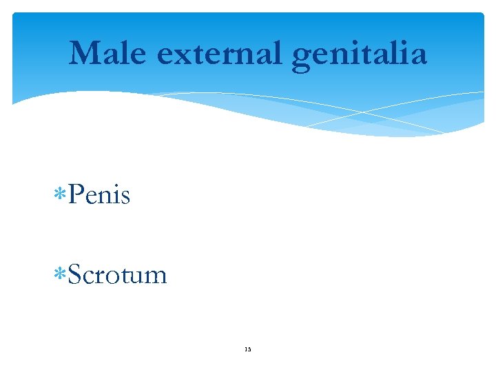 Male external genitalia Penis Scrotum 15 